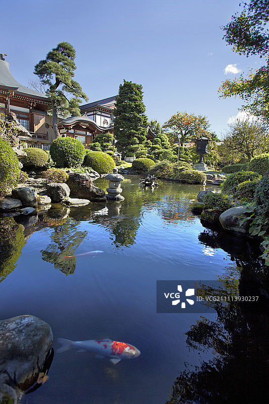 夏日俯瞰日本锦鲤池图片素材