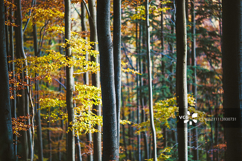 波兰戈尔茨国家公园山毛榉林中的秋色图片素材