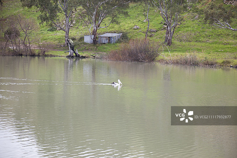 南澳大利亚阿德莱德默里河上的天鹅图片素材