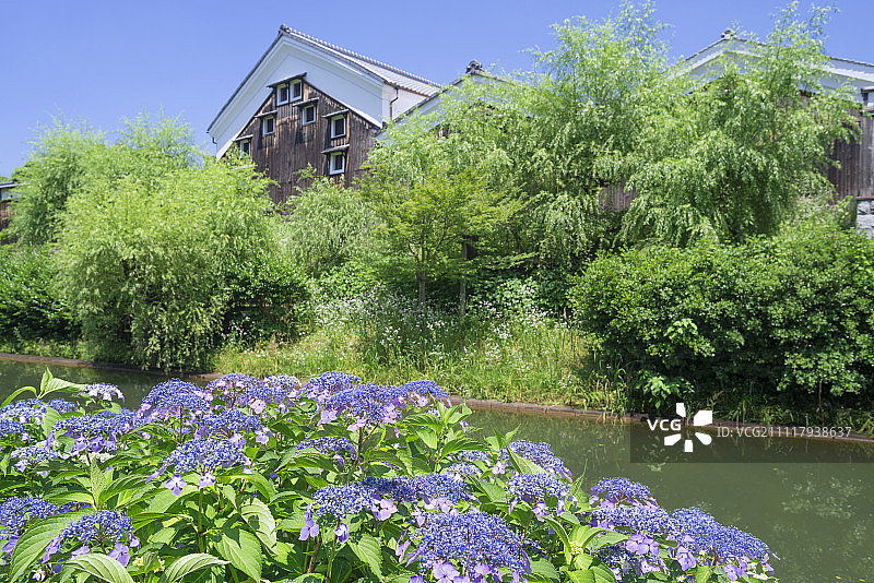 绣球和清酒厂(Gekkeikan Okura清酒博物馆)与运河，Fushimi，日本京都图片素材