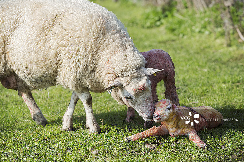 一只母羊舔着躺在草地上刚出生的小羊羔，春天就要产羔了。图片素材