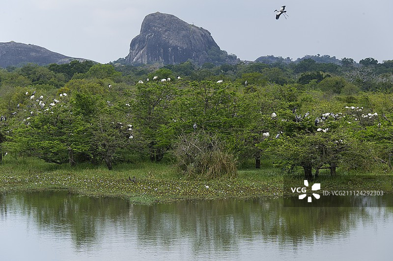 斯里兰卡Yala国家公园的树木图片素材