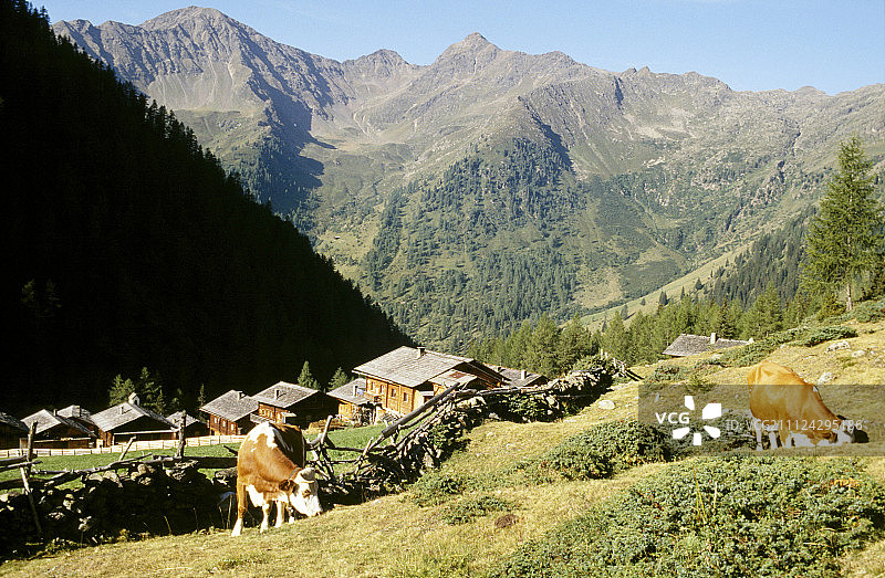 从东蒂罗尔山谷俯瞰，可以看到山上的小屋和放牧的牛群图片素材