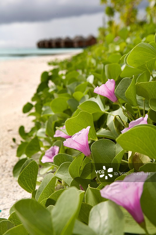 在马尔代夫的迪格菲诺胡岛，海洋中的植物开着粉红色的花图片素材