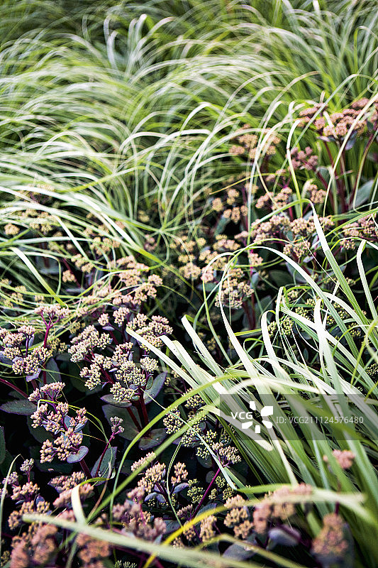 德国条顿堡森林格拉夫利舍公园的草和花的特写图片素材