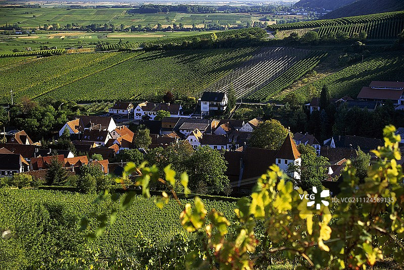 Palatinate, Sonnenberg, Leinsweiler的葡萄园图片素材