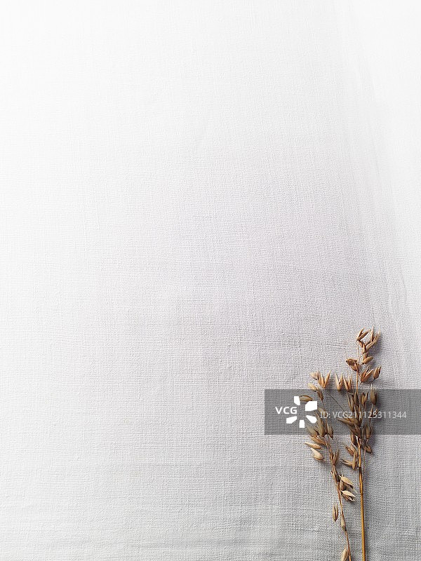 白色表面的燕麦穗图片素材