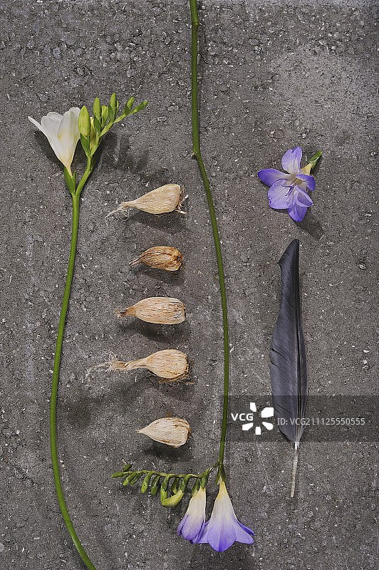 在石头表面上白色和紫色的小苍兰之间的鳞茎图片素材