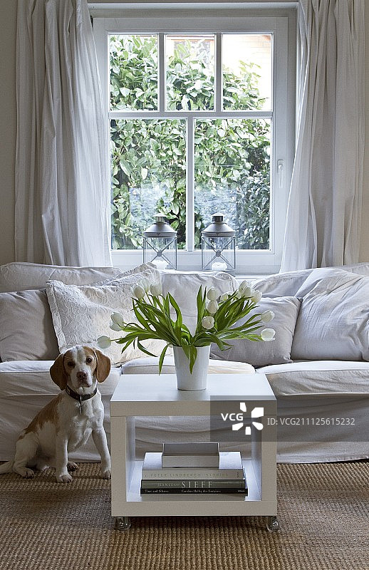 一只好奇的狗坐在白色沙发前，旁边是放着白色郁金香的方形咖啡桌上图片素材