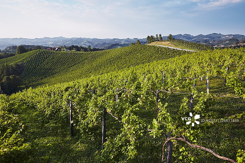 奥地利斯蒂里亚南部的一个葡萄园图片素材