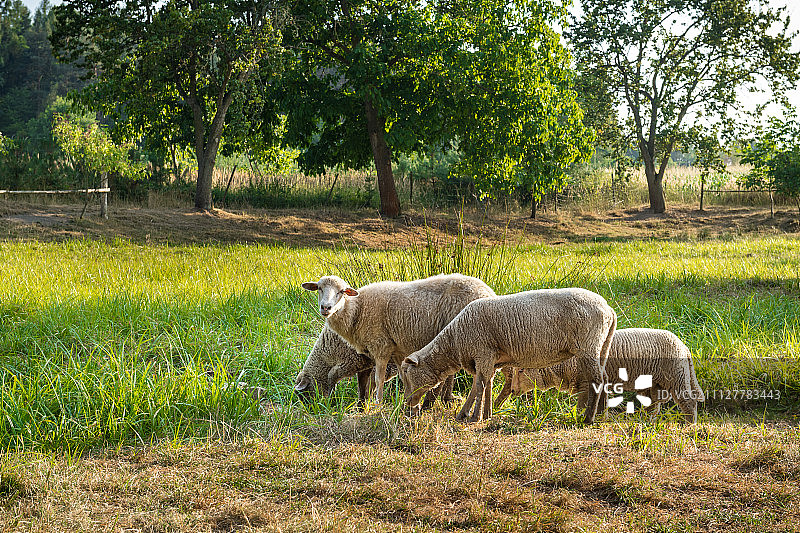 一群羊在绿色的田野上吃草图片素材