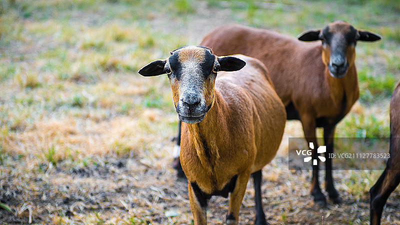 一群好奇的巴巴多岛黑腹绵羊图片素材