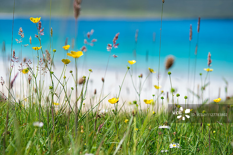 近距离的春天鲜花与白色的沙滩，绿松石wat图片素材