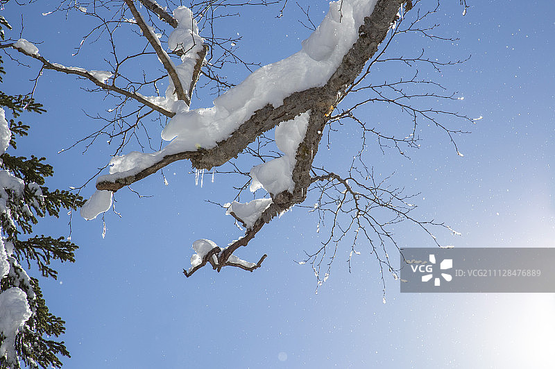 雪,树,树枝图片素材