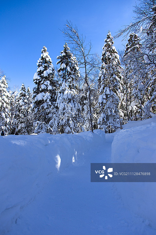 雪景,雪,树图片素材