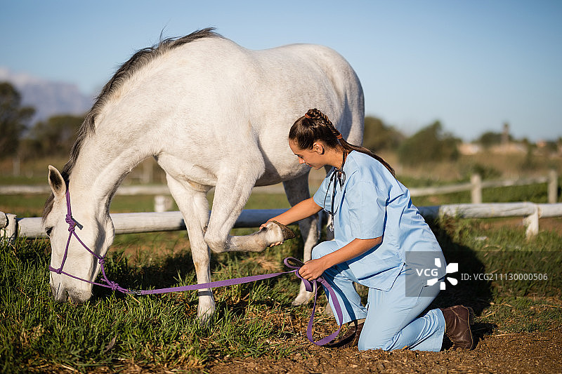 侧面的女兽医检查马脚时跪在牧场图片素材