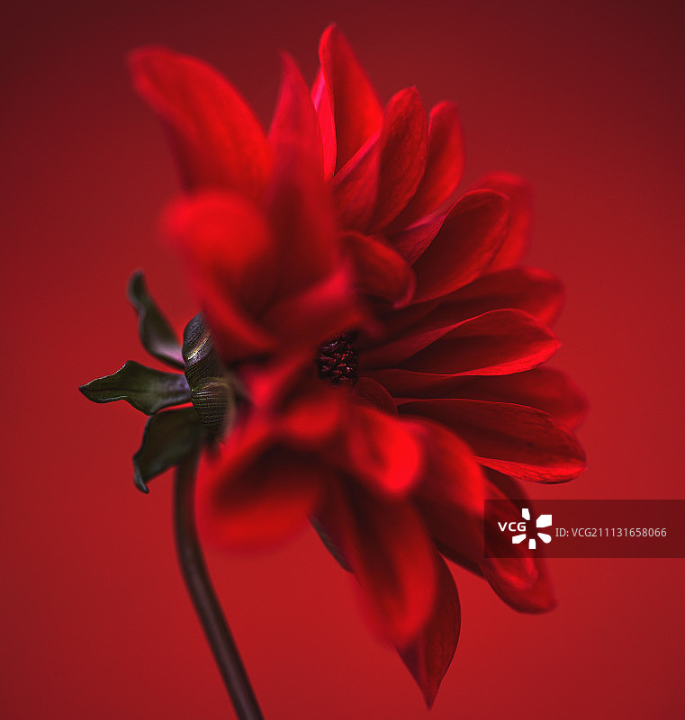 大丽花，红色的花在相似的颜色背景下拍摄。图片素材