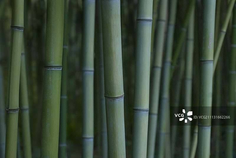 竹子，美丽的竹子，毛竹。图片素材