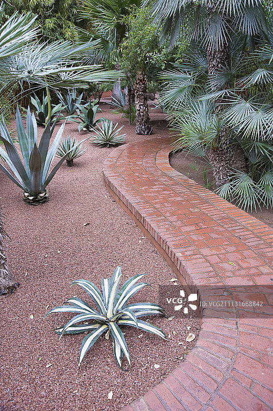 扇棕榈，棕榈，花园。图片素材