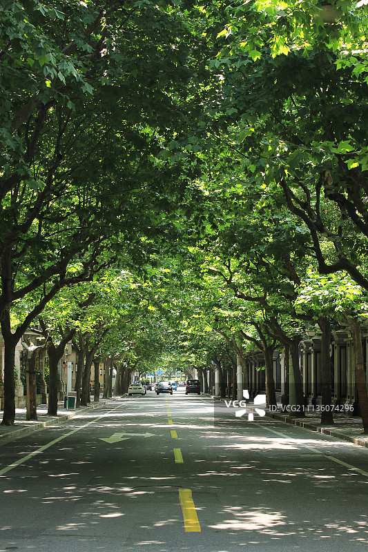上海，绿树成荫的道路，中国图片素材