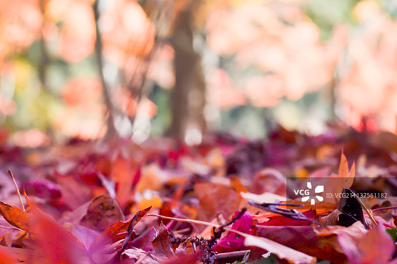 秋天是树木和树叶的季节图片素材