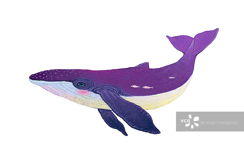 动物插画系列作品-鲸鱼2图片素材
