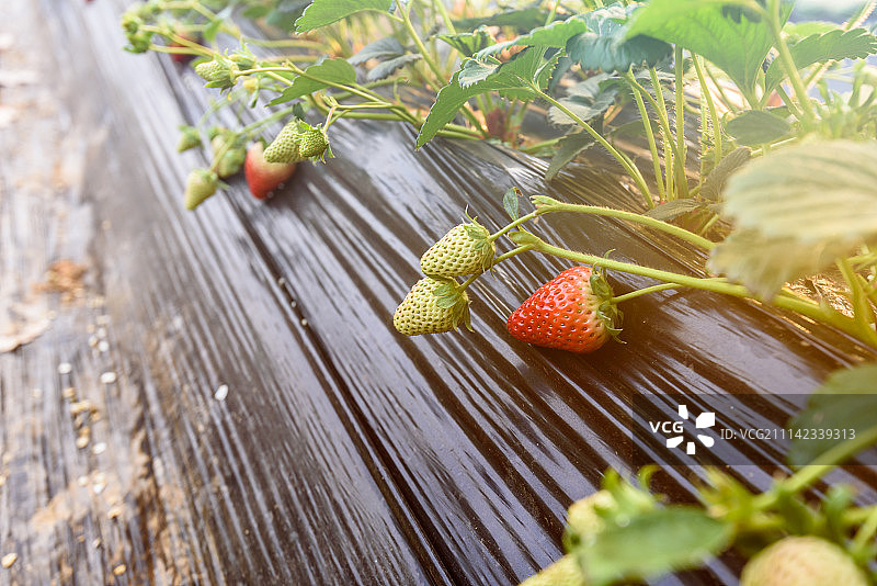 大棚生长中的草莓图片素材