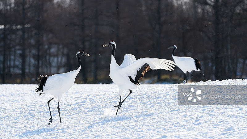 北海道冬季的丹顶鹤图片素材