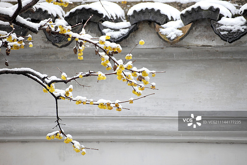 冬雪下的苏州园林 网师园腊梅花图片素材