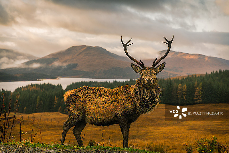 苏格兰的牡鹿图片素材
