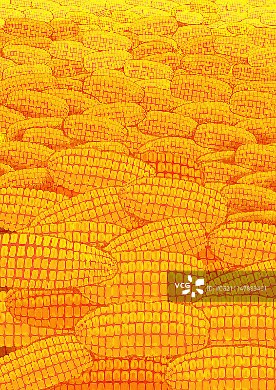 唯美背景元素组图共3000多幅-丰收玉米图片素材