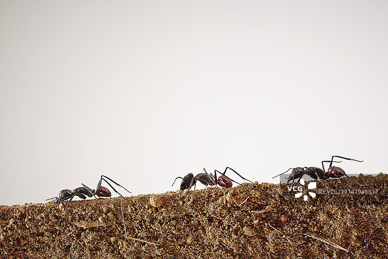 蚂蚁在土壤上的摄影图片素材