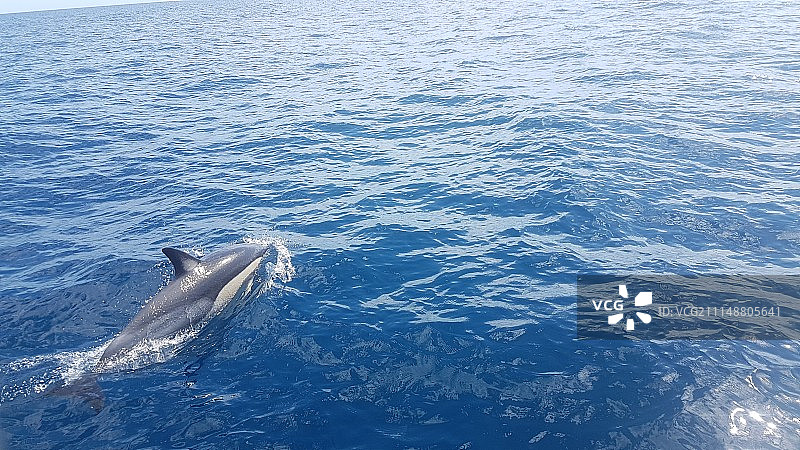 海豚在海里游泳的特写镜头图片素材