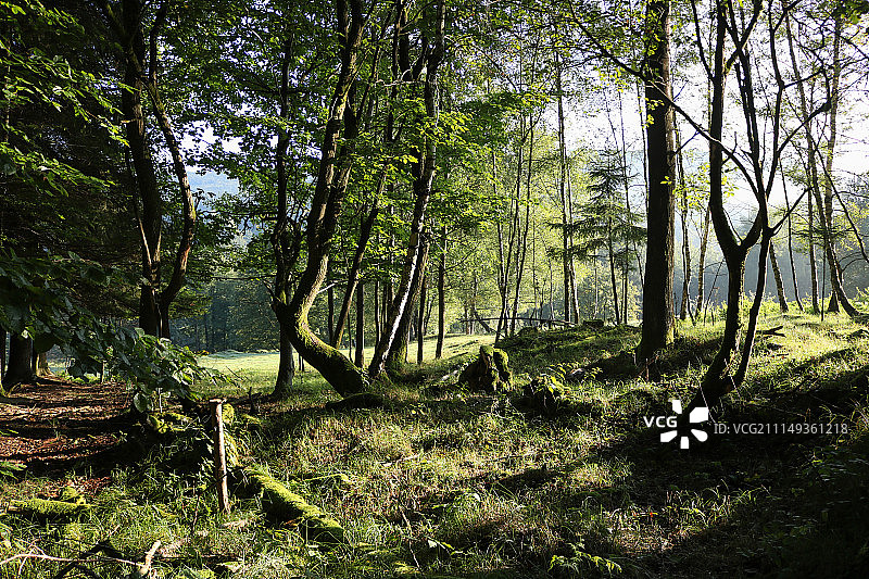 捷克共和国的精灵森林图片素材