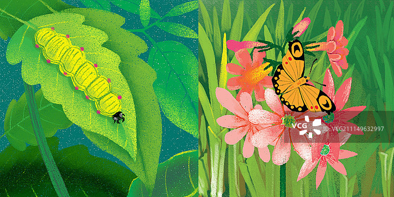 动物插画系列作品共3000幅-虫子和蝴蝶图片素材