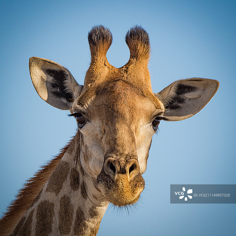 长颈鹿的肖像图片素材