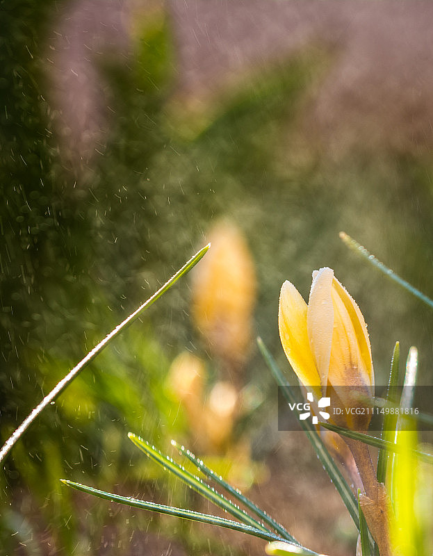 春雨中的黄色番红花图片素材