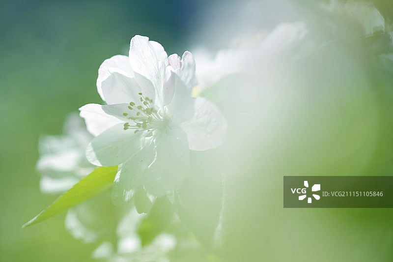 春天浪漫海棠花盛开微拍图片素材