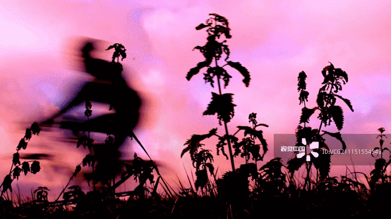 模糊的人骑着自行车，粉红色的天空，在风中飘动的植物图片素材