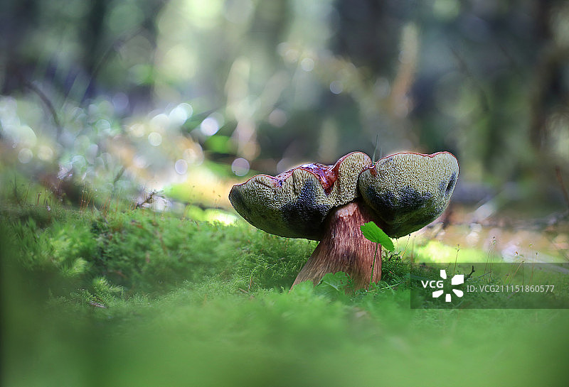 大蘑菇图片素材
