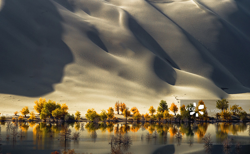 新疆阿克苏湖边的胡杨树图片素材