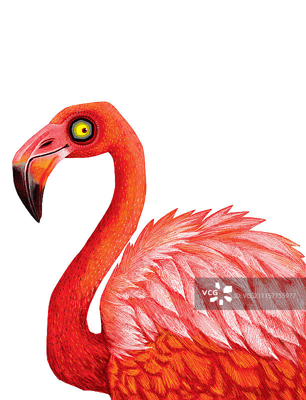 动物插画系列作品共3000幅-火烈鸟插画组图-火烈鸟图片素材