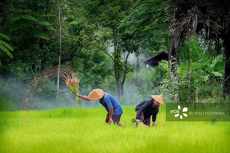 稻田里的农民图片素材