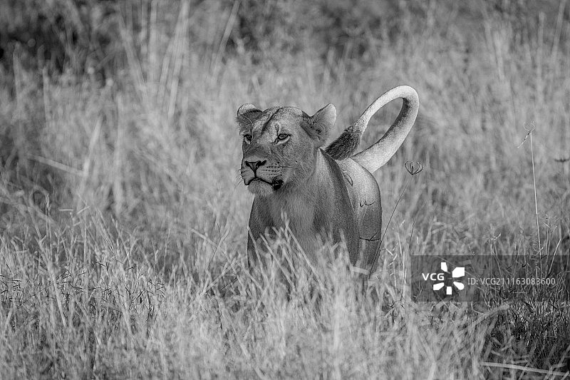 草原上的母狮子(帕瑟拉狮子)图片素材