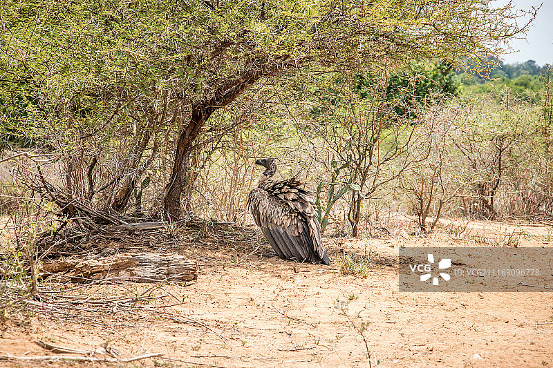 秃鹫栖息在地面上图片素材