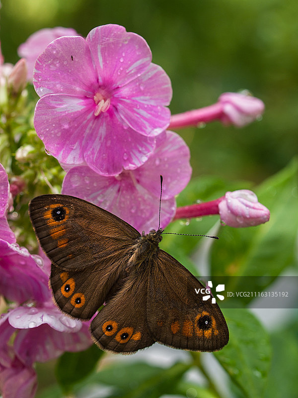 蝴蝶栖息在花上图片素材