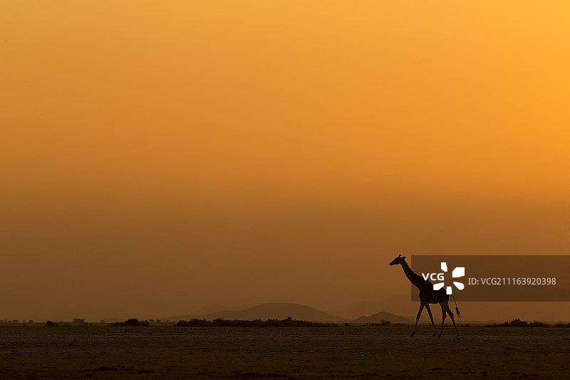 日落时分，草原上长颈鹿的剪影图片素材