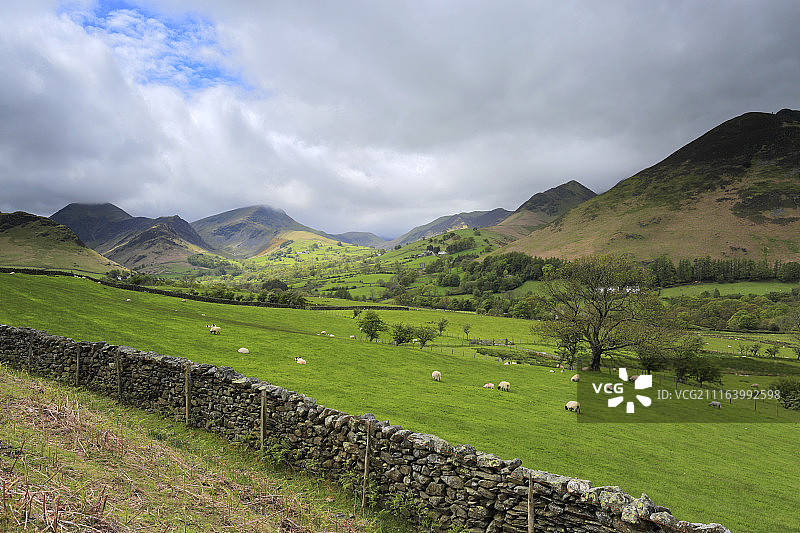 石头墙前放羊，背景是风景优美的小山图片素材