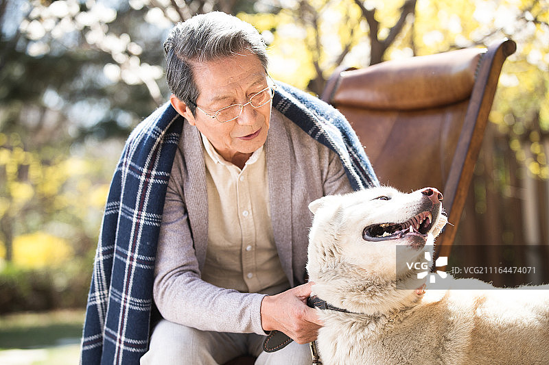 老年男人和萨摩犬图片素材