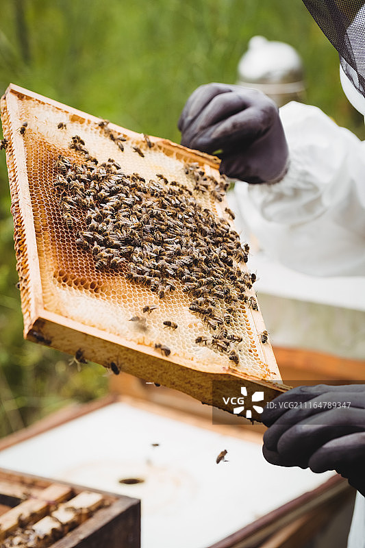 养蜂人拿着并检查蜂箱图片素材